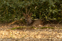 IMG_2791