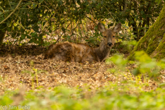IMG_2820-Verbessert-RR