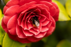 Kamelie (rot) mit Hummel
