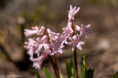 Gartenhyazinthe