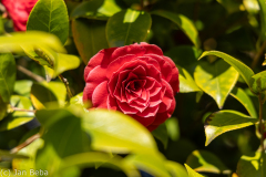 Kamelie (rot)