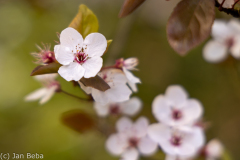 Pflaumenblüte