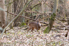 IMG_2237