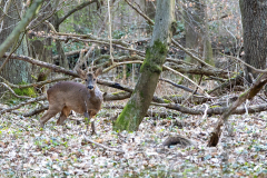 IMG_2239
