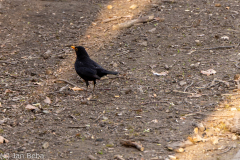 Amsel