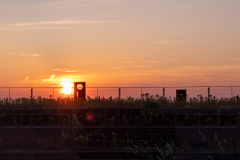 DJI_0369