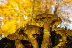IMG_7668