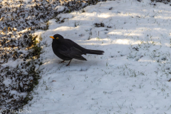 Amsel