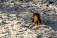 Eichhörnchen