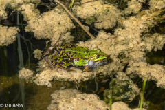 IMG_0363