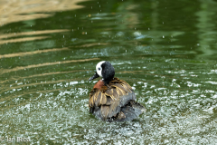 IMG_0909-DxO_DeepPRIME-XD3