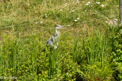 IMG_1002